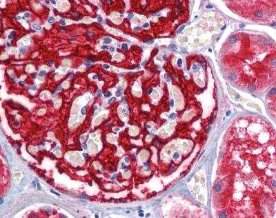 Immunohistochemistry-Paraffin: Aminopeptidase A/ENPEP Antibody [NBP1-32442]