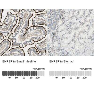 Immunohistochemistry-Paraffin: Aminopeptidase A/ENPEP Antibody [NBP1-85774]