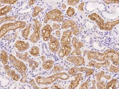 Immunohistochemistry-Paraffin: Aminopeptidase A/ENPEP Antibody [NBP2-97164]