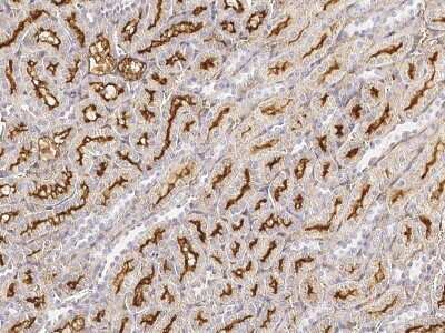 Immunohistochemistry-Paraffin: Aminopeptidase A/ENPEP Antibody [NBP2-98221]