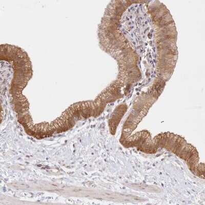 Immunohistochemistry-Paraffin: Aminopeptidase B/RNPEP Antibody [NBP1-85897]