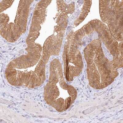 Immunohistochemistry-Paraffin: Aminopeptidase B/RNPEP Antibody [NBP2-54975]