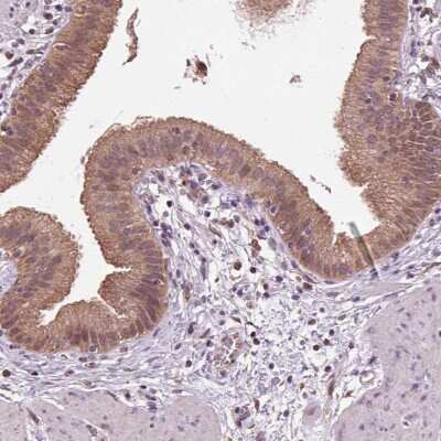 Immunohistochemistry-Paraffin: Aminopeptidase B/RNPEP Antibody [NBP2-56918]