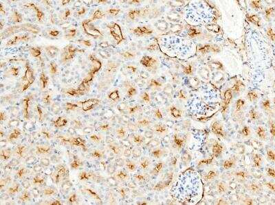 Immunohistochemistry-Paraffin: Aminopeptidase N/CD13 Antibody (101) [NBP2-90345]