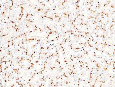 Immunohistochemistry-Paraffin: Aminopeptidase N/CD13 Antibody (122) [NBP2-89242]