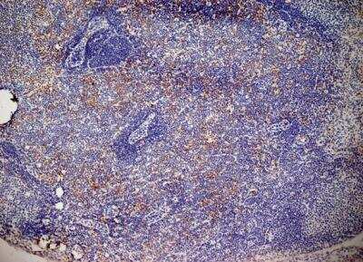 Immunohistochemistry-Frozen: Aminopeptidase N/CD13 Antibody (ER-BMDM1) - BSA Free [NB100-64843]