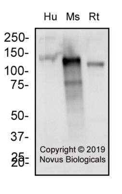 Western Blot: Aminopeptidase N/CD13 AntibodyBSA Free [NBP2-77451]