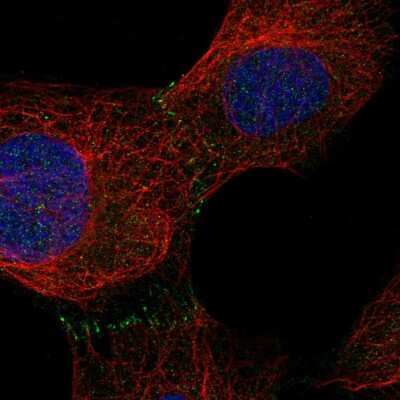 Immunocytochemistry/ Immunofluorescence: Aminopeptidase O/ONPEP Antibody [NBP2-57309]