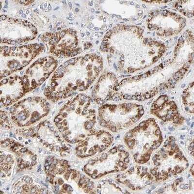 Immunohistochemistry-Paraffin: Aminopeptidase O/ONPEP Antibody [NBP1-89066]