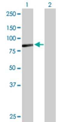 Western Blot: Aminopeptidase O/ONPEP Antibody [H00084909-B01P]