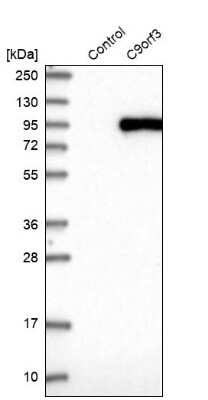 Western Blot: Aminopeptidase O/ONPEP Antibody [NBP1-89066]