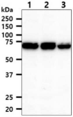 Western Blot: Aminopeptidase P1/XPNPEP1 Antibody (9C7)BSA Free [NBP2-59499]