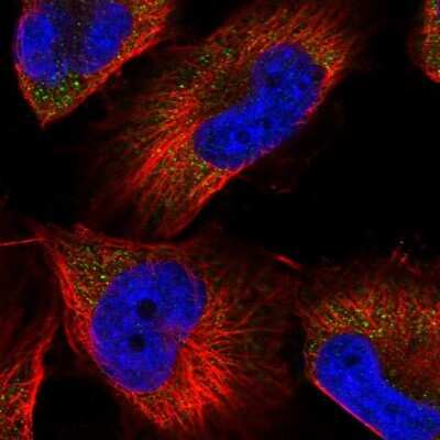 Immunocytochemistry/ Immunofluorescence: Aminopeptidase P1/XPNPEP1 Antibody [NBP1-80614]