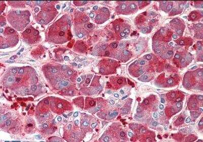 Immunohistochemistry-Paraffin: Aminopeptidase P1/XPNPEP1 Antibody [NBP1-51954]