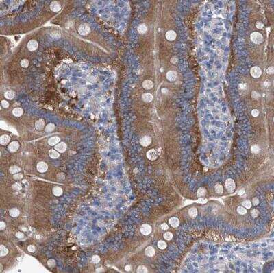 Immunohistochemistry-Paraffin: Aminopeptidase P1/XPNPEP1 Antibody [NBP1-80614]
