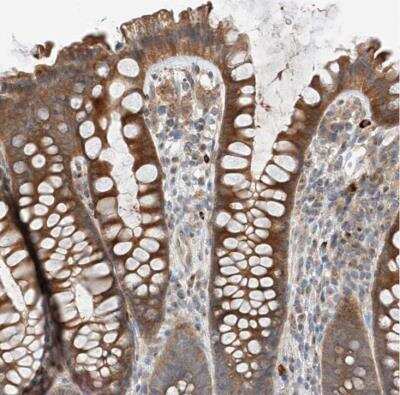 Immunohistochemistry-Paraffin: Aminopeptidase P1/XPNPEP1 Antibody [NBP1-80615]