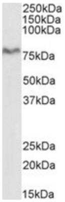 Western Blot: Aminopeptidase P1/XPNPEP1 Antibody [NBP1-51954]