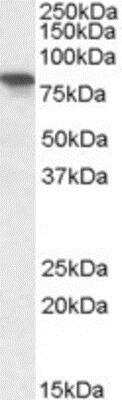 Western Blot: Aminopeptidase P1/XPNPEP1 Antibody [NBP1-51954]