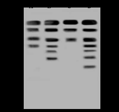 Western Blot: Aminopeptidase P1/XPNPEP1 Antibody [NBP2-98604]