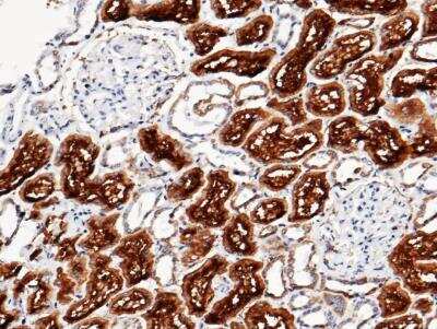 Immunohistochemistry-Paraffin: Aminopeptidase P2/XPNPEP2 Antibody (020) [NBP2-90015]