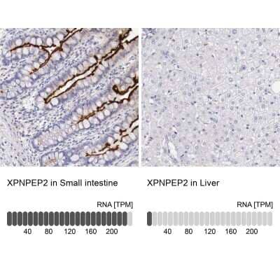 Immunohistochemistry-Paraffin: Aminopeptidase P2/XPNPEP2 Antibody [NBP1-86535]