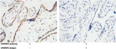 Immunohistochemistry-Paraffin: Aminopeptidase P2/XPNPEP2 Antibody [NBP2-99900]