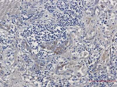 Immunohistochemistry-Paraffin: Aminopeptidase PILS/ARTS1 Antibody (S06-1H3) [NBP3-14916]