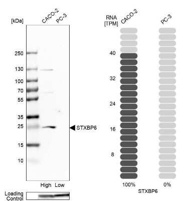 Western Blot: Amisyn Antibody [NBP1-90175]