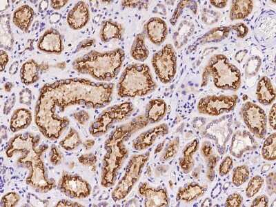 Immunohistochemistry-Paraffin: Amnionless/AMN Antibody [NBP2-97416]