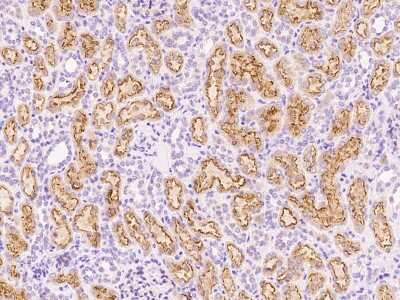 Immunohistochemistry-Paraffin: Amnionless/AMN Antibody [NBP2-98805]