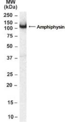 Western Blot: Amphiphysin/AMPH Antibody [NB100-40788]