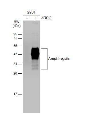 Western Blot: Amphiregulin Antibody [NBP2-15379]