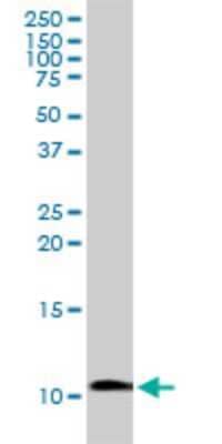 Western Blot: Amylin Antibody [H00003375-D01P]