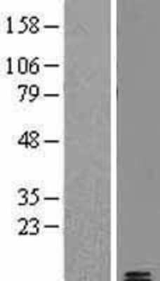 Western Blot: Amylin Overexpression Lysate [NBL1-11800]