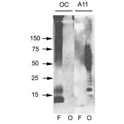 Western Blot: Amyloid Fibrils Antibody [NBP1-97929]