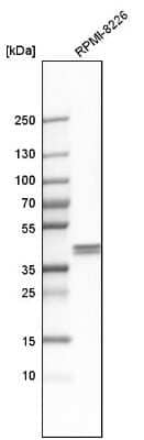 Western Blot: Ancient ubiquitous protein 1 Antibody [NBP1-85785]