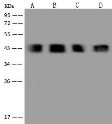 Western Blot: Ancient ubiquitous protein 1 Antibody [NBP3-06403]