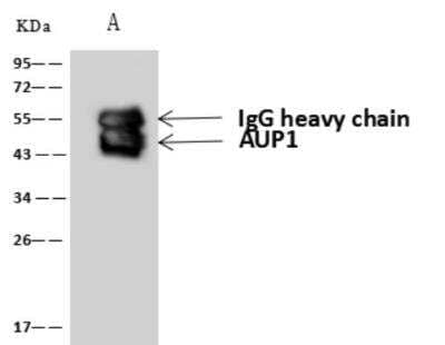 Western Blot: Ancient ubiquitous protein 1 Antibody [NBP3-06403]