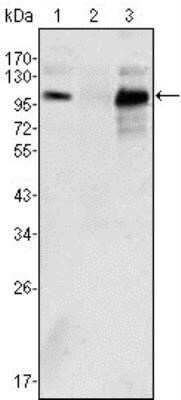 Western Blot: Androgen R/NR3C4 Antibody (2H8)Azide and BSA Free [NBP2-80576]