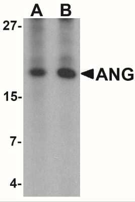 Western Blot: Angiogenin AntibodyBSA Free [NBP2-41185]