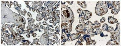 Immunohistochemistry-Paraffin: Angiopoietin-1 Antibody (MM0019-26B10) - Azide and BSA Free [NB110-85464]