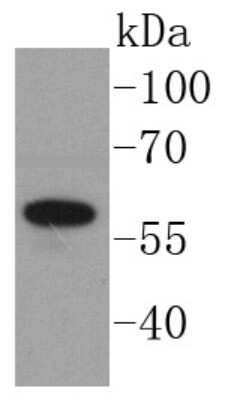 Western Blot: Angiopoietin-1 Antibody (SN67-02) [NBP2-67664]