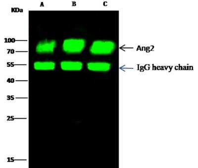 Immunoprecipitation: Angiopoietin-2 Antibody (117) [NBP2-89600]