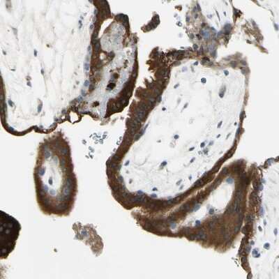 Immunohistochemistry-Paraffin: Angiopoietin-like Protein 1/ANGPTL1 Antibody [NBP1-89088]