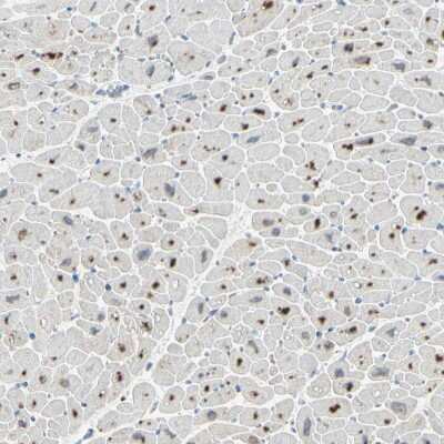 Immunohistochemistry-Paraffin: Angiopoietin-like Protein 1/ANGPTL1 Antibody [NBP1-89088]