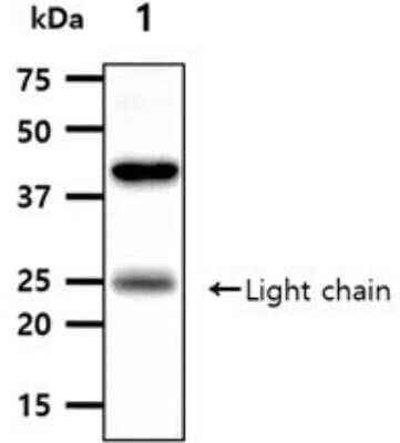 Western Blot: Angiopoietin-like Protein 3/ANGPTL3 Antibody (23D8)BSA Free [NBP2-60244]