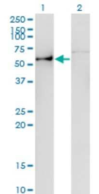 Western Blot: Angiopoietin-like Protein 3/ANGPTL3 Antibody (3B7) [H00027329-M01]