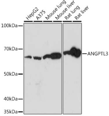 Western Blot: Angiopoietin-like Protein 3/ANGPTL3 Antibody (4W9A7) [NBP3-16596]