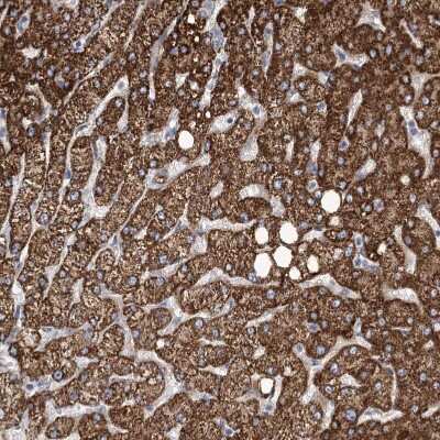 Immunohistochemistry-Paraffin: Angiopoietin-like Protein 3/ANGPTL3 Antibody [NBP1-89087]