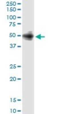 Western Blot: Angiopoietin-like Protein 5/ANGPTL5 Antibody (1B2) [H00253935-M01]